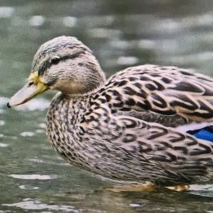 Meet your Posher, Gerald